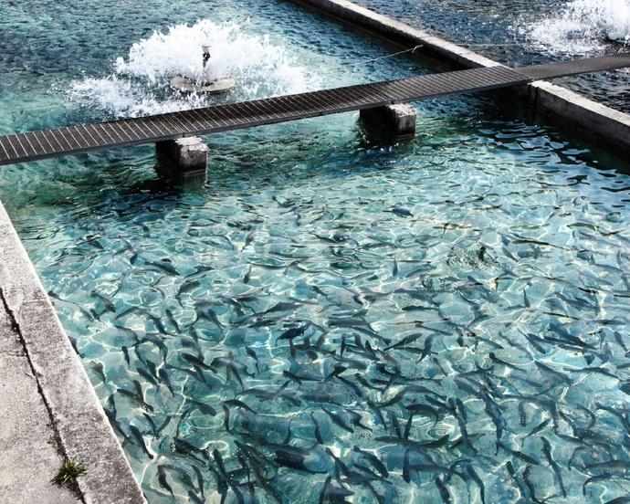 Pure Salmon strengthens UAE aquaculture capabilities